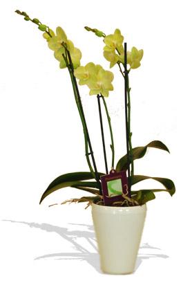 Kytice Orchidej zelen kvetiny/hrnkove-kvetiny