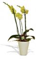 Kytice Orchidej zelen kvetiny/hrnkove-kvetiny