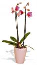 Kytice Orchidej rov kvetiny/hrnkove-kvetiny