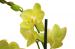 Kytice Orchidej zelen kvetiny/hrnkove-kvetiny
