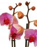 Kytice Orchidej rov kvetiny/hrnkove-kvetiny
