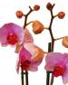 Kytice Orchidej růžová kvetiny/hrnkove-kvetiny